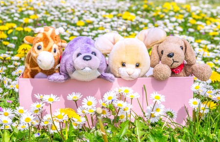 Box full of puppets on a beautiful flowered meadowの写真素材