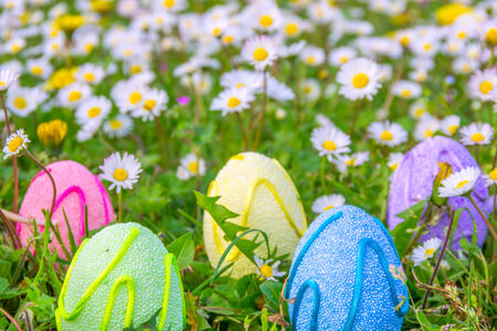 Colored easter eggs on flowered meadowの写真素材