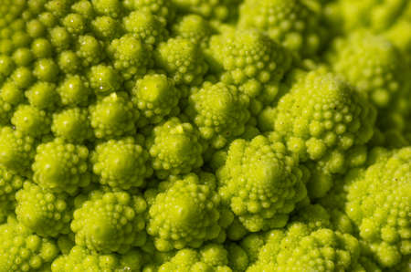 broccoliの写真素材