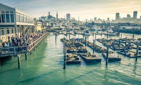 SAN FRANCISCO,CA - DECEMBER 16, 2013: tourists and sea lions at Pier 39,San Francisco.Pier 39 is one of the landmarks of San Francisco.のeditorial素材