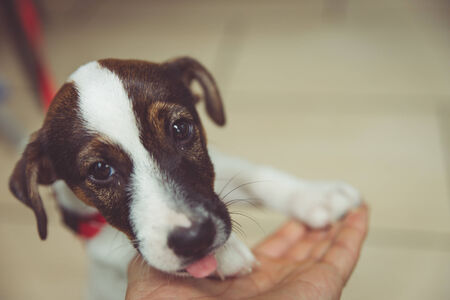 jack puppyの写真素材