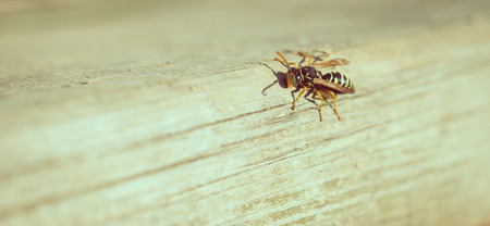 wasp close upの写真素材