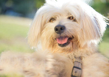 dog closeup