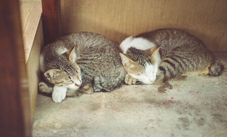 two cats sleeping together. concept about animals and petsの写真素材