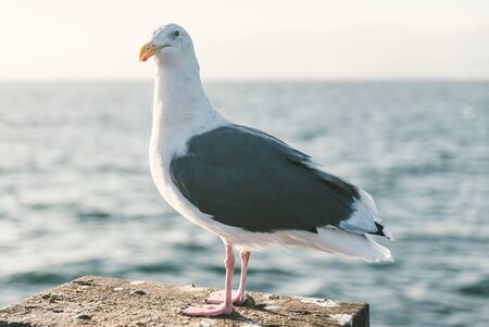 seagull in Santa monica pier. concept about nature and animalsの写真素材