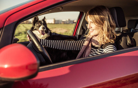 Happy woman driving the car with her border collie dogの写真素材