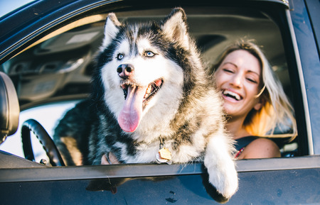 Husky dog and smiling happy woman portrait in the carの写真素材