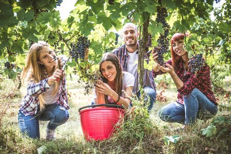 Farmers in huge vineyard at harvest timeの写真素材