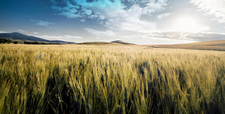 Beautiful tuscan landscape with the cypress woodの写真素材