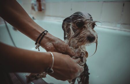 Home dog washing. Dirty puppy in the tubの写真素材