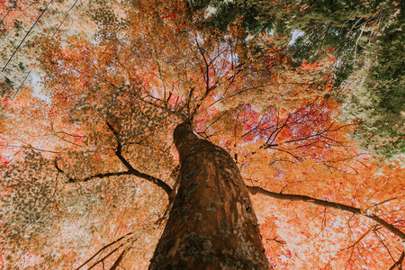Maple tree in the japanese woods