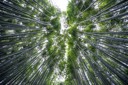 Bamboo forest in Arashiyama, kyotoの素材 [FY31093814132]