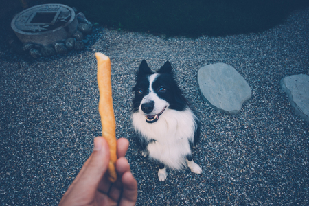 Pov moment with Border collie dog getting some foodの写真素材