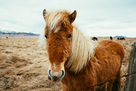 Icelandic horses in a fieldの写真素材