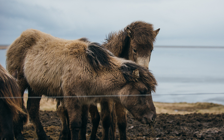 Icelandic horses in the natureの写真素材