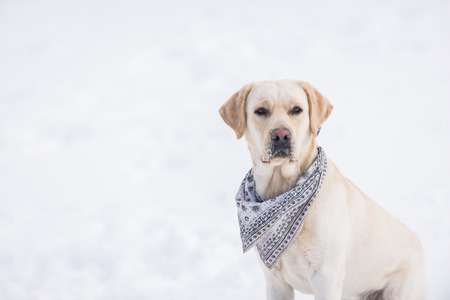 Beautiful dog playing in the snowの写真素材