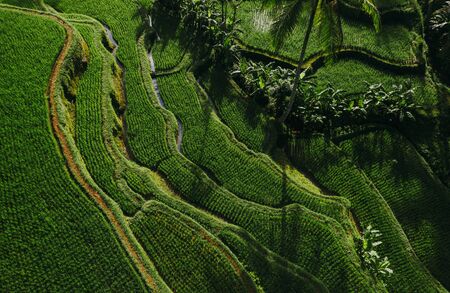 Aerial drone view of the rice terraces in Bali. Wanderlust travel conceptの写真素材