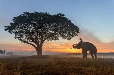 Elephant in asian countryside at sunrise, Thailandの写真素材