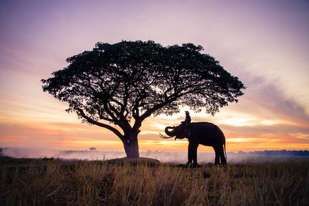 Elephant in asian countryside at sunrise, Thailandの写真素材
