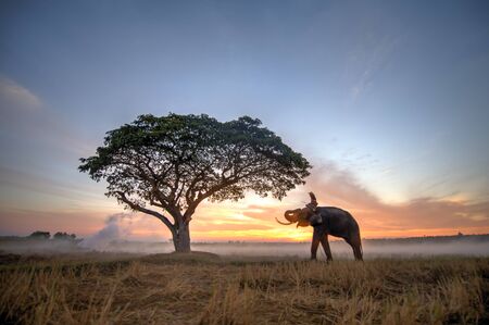 Elephant in asian countryside at sunrise, Thailandの写真素材