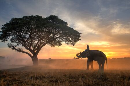 Elephant in asian countryside at sunrise, Thailandの写真素材