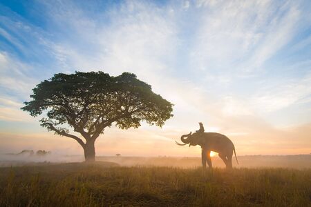 Ellephant in asian countryside at sunrise, Thailand - Thai elephant in Surin regionの写真素材