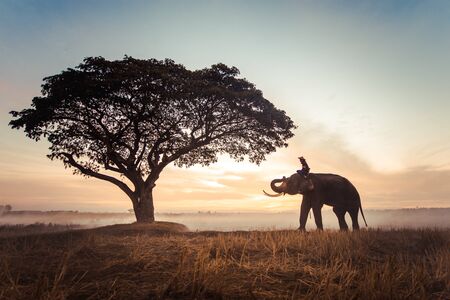 Elephant in asian countryside at sunrise, Thailandの写真素材