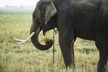 Elephant in asian countryside at sunrise, Thailand