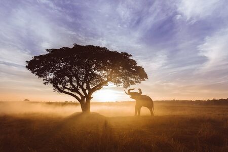 Elephant in asian countryside at sunrise, Thailandの写真素材