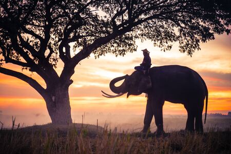 Elephant in asian countryside at sunrise, Thailandの写真素材