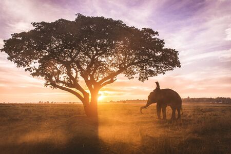 Elephant in asian countryside at sunrise, Thailandの写真素材