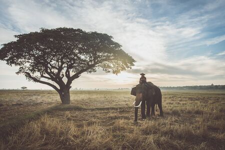 Elephant in asian countryside at sunrise, Thailandの写真素材