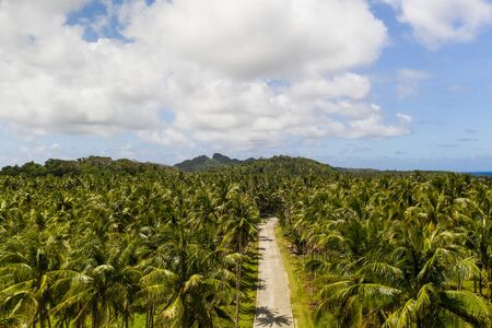 Landscape of green tropical forest with many coconut palm trees