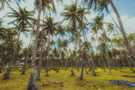 Landscape of green tropical forest with many coconut palm treesの写真素材