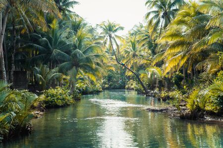 Leaning palm tree at Maasin River in Siargao, Philippinesの写真素材