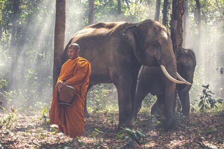 Thai monks walking in the jungle with elephants