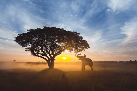 Man and his elephant working in the rice fields in northern thailandの写真素材