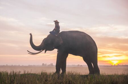 Man and his elephant working in the rice fields in northern thailandの写真素材