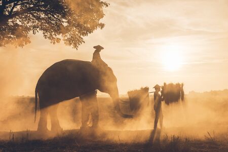 People working in the rice fields in Thailandの写真素材
