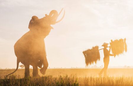 People working in the rice fields in Thailandの写真素材