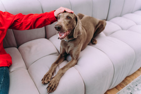 lifestyle moments of a young woman at home. Woman playing with her dog in the living roomの写真素材