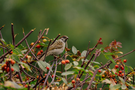 Sparrow sitting on a rose fruit treeの写真素材