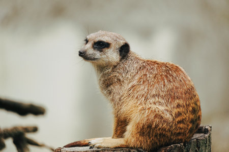 Meercat looking into space, thoughtful poseの写真素材