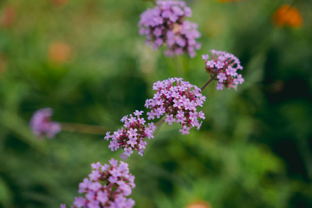 Verbena flowers in the garden, shallow depth of field.