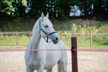 Beautiful white horse on a pastureの写真素材