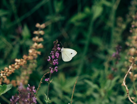 White butterfly sitting on a flowerの写真素材