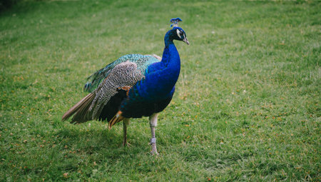 Peacock in the park. Beautiful peacock on green grassの写真素材