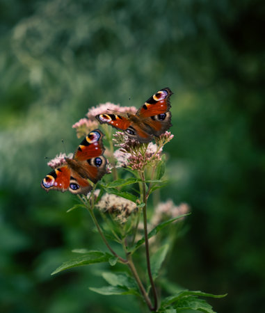Two butterflies sitting on a flowerの写真素材