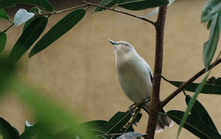 A pale gray bird perches on a slender branch of a tree with large, elliptical leaves. The bird is facing upwards, and the background is a muted beige. The scene is softly lit.の写真素材