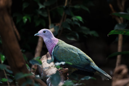 A single Pink-necked Green Pigeon perches on a weathered branch amidst lush green foliage. Its plumage displays a vibrant contrast of pink neck and breast, and iridescent green and blue body feathers. The background is dark and blurred.の写真素材